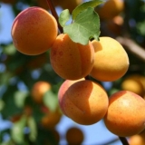Apricot ulyanikhinsky